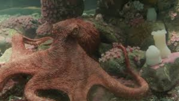 criaturas extraordinariamente brilhantes filme